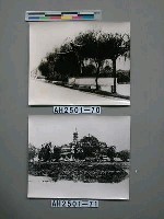 藏品(揚州長場春柳（江蘇）)的圖片